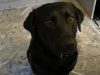 Beloved Bailey 3