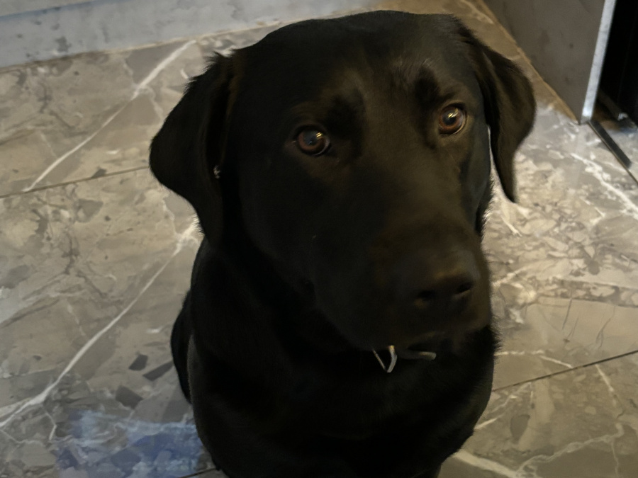 Beloved Bailey 3