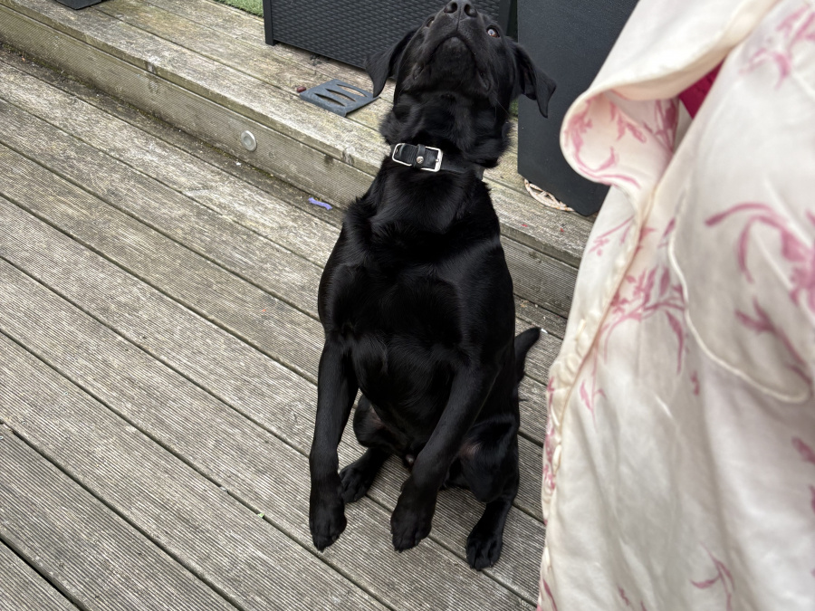 Beloved Bailey 4