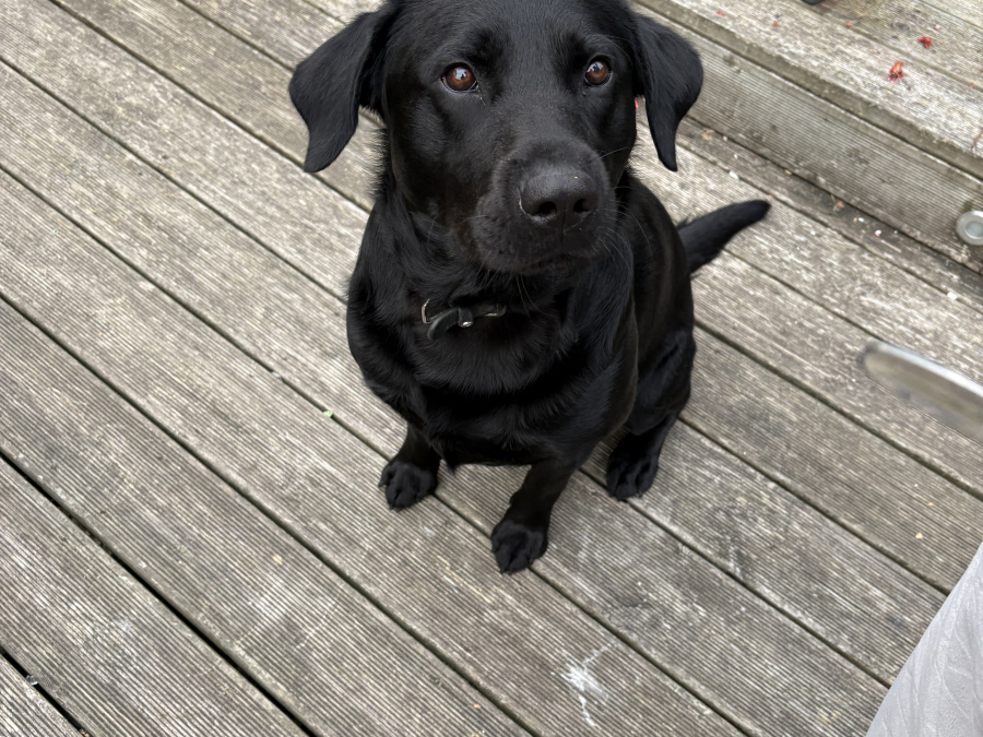 Beloved Bailey 6
