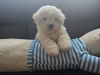 IKC BICHON FRISE PUPPY 1