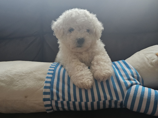 IKC BICHON FRISE PUPPY