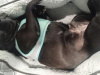 French Bulldog Daisy looking for new home. 1