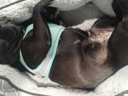 French Bulldog Daisy looking for new home.