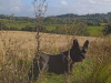 French Bulldog Daisy looking for new home. 2