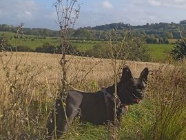 French Bulldog Daisy looking for new home. 2