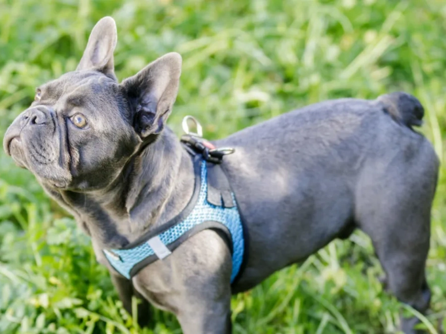 French Bulldog Daisy looking for new home. 3