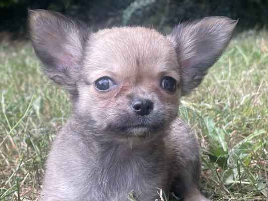 T cup chihuahuas