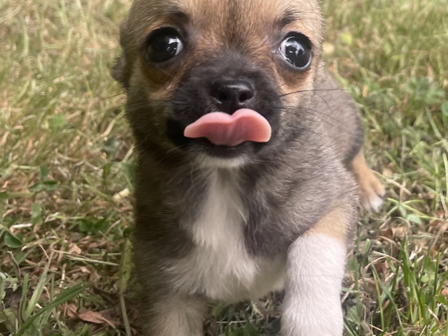 T cup chihuahuas 2