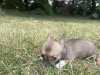 T cup chihuahuas 3