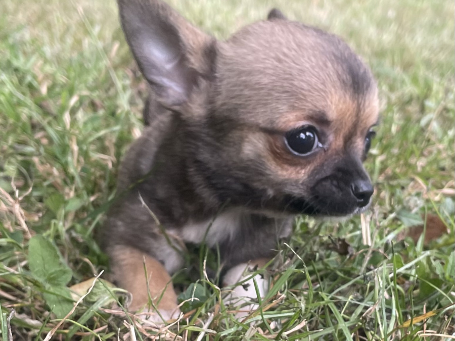 T cup chihuahuas 4