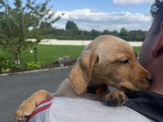 Labrador puppies