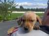 Labrador puppies 2