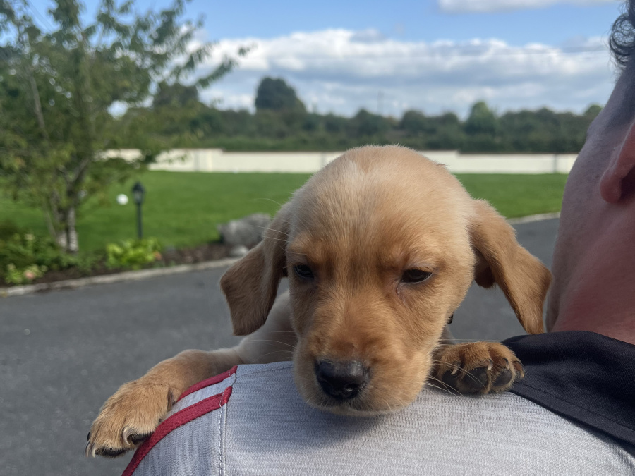 Labrador puppies 2