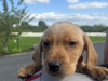 Labrador puppies 3