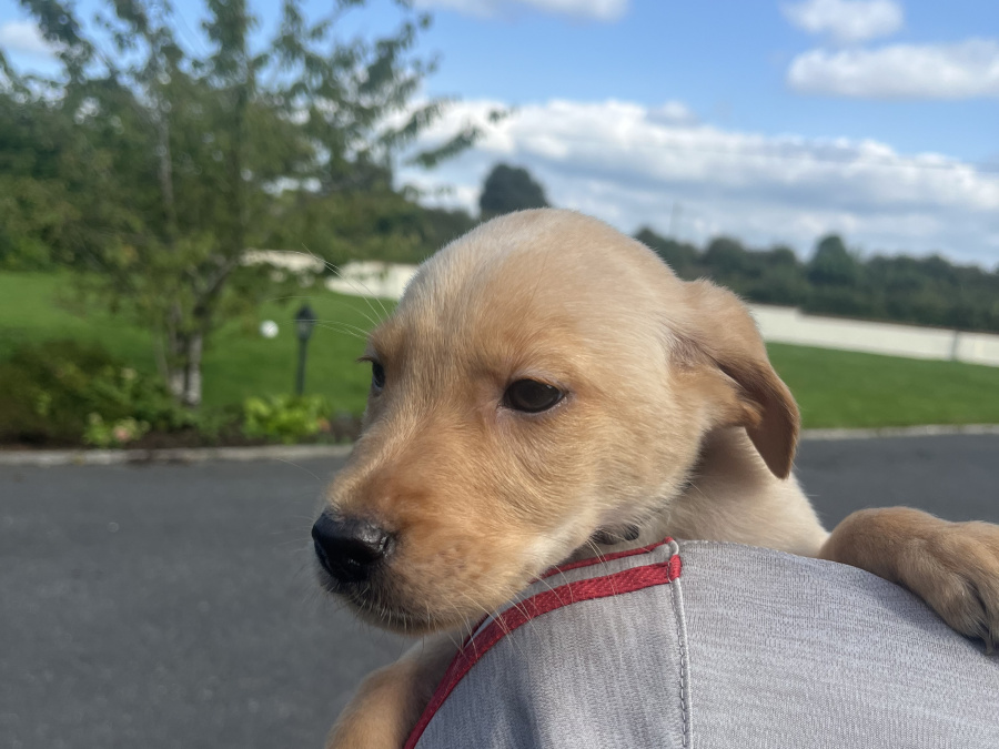 Labrador puppies 4