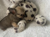 T cup chihuahuas 5