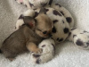 T cup chihuahuas 6