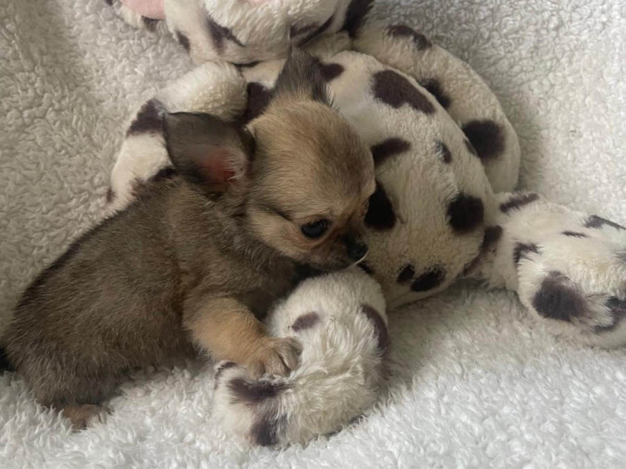 T cup chihuahuas 6