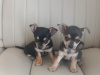 Male chihuahua puppy for sale 2
