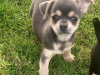Male chihuahua puppy for sale 3