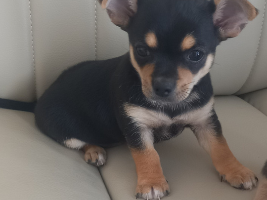 Male chihuahua puppy for sale