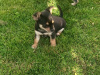 Male chihuahua puppy for sale 4