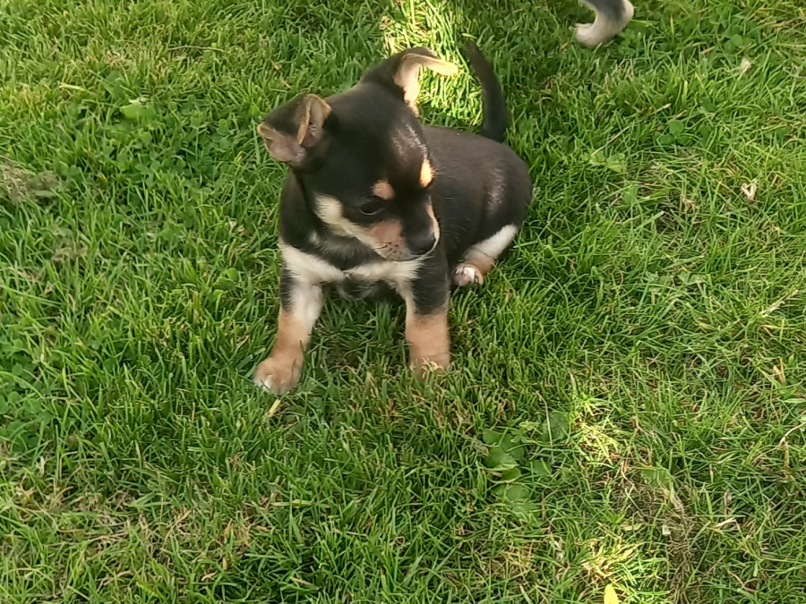 Male chihuahua puppy for sale 4