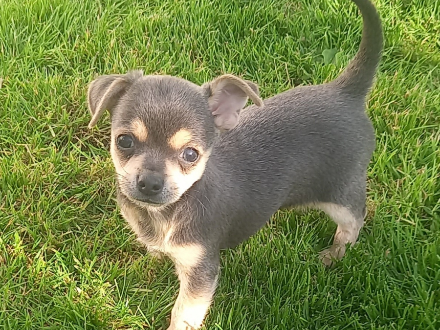 Male chihuahua puppy for sale 5