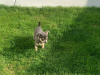 Male chihuahua puppy for sale 8