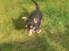 Male chihuahua puppy for sale 6