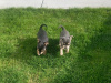 Male chihuahua puppy for sale 7