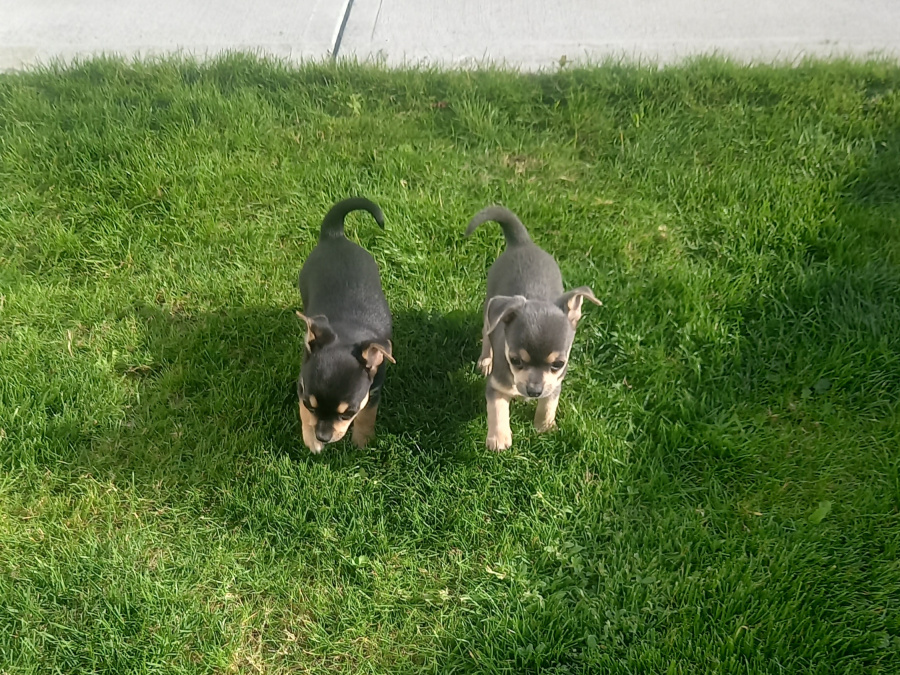 Male chihuahua puppy for sale 7
