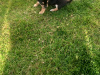 Male chihuahua puppy for sale 9