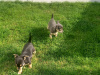 Male chihuahua puppy for sale 10