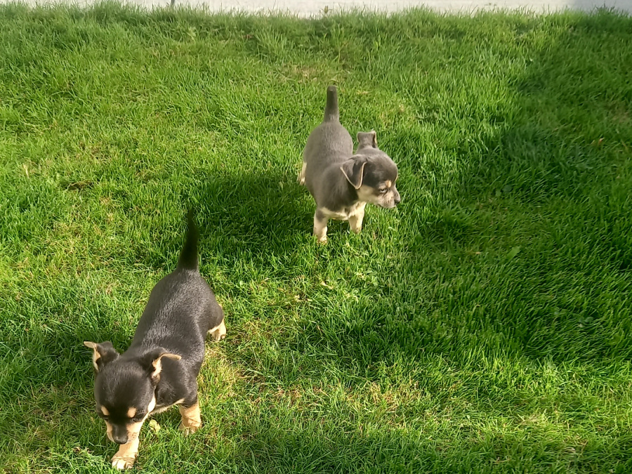 Male chihuahua puppy for sale 10