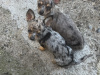 Teacup Merel Chihuahuas 1