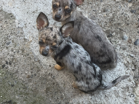 Teacup Merel Chihuahuas