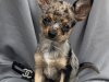 Teacup Merel Chihuahuas 4