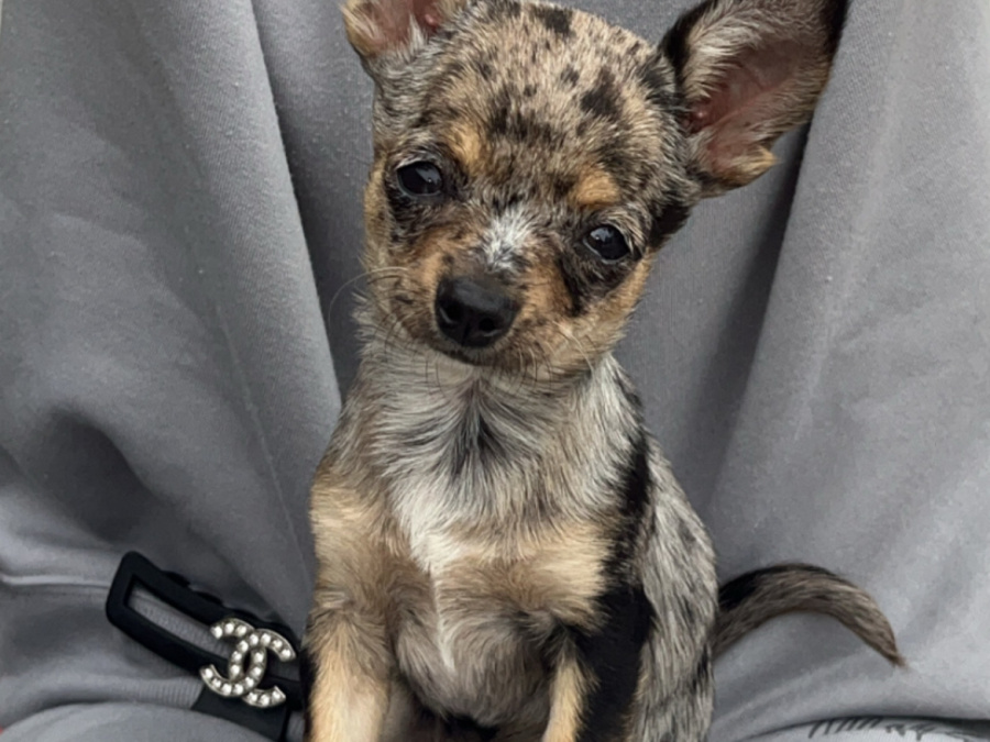 Teacup Merel Chihuahuas 4