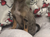 Teacup Merel Chihuahuas 3