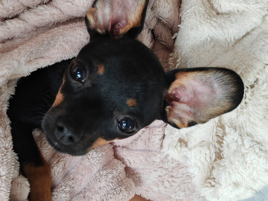 Russian Toy Terrier mini 2