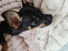 Russian Toy Terrier mini 1