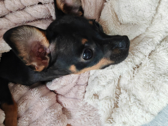 Russian Toy Terrier mini