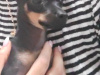 Russian Toy Terrier mini 3