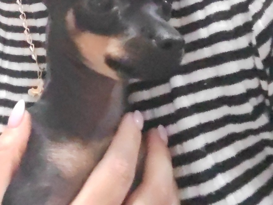 Russian Toy Terrier mini 3