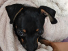 Russian Toy Terrier mini 4