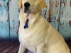 Blue Collar professional dog grooming 1
