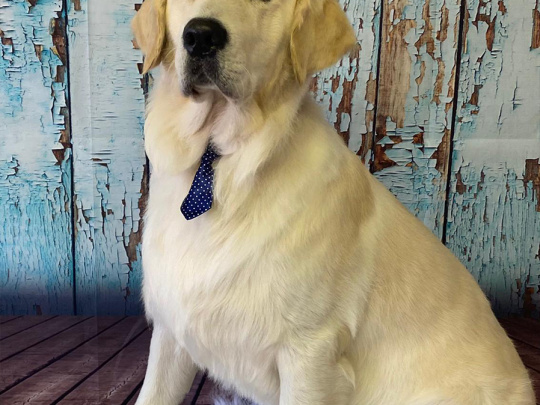 Blue Collar professional dog grooming