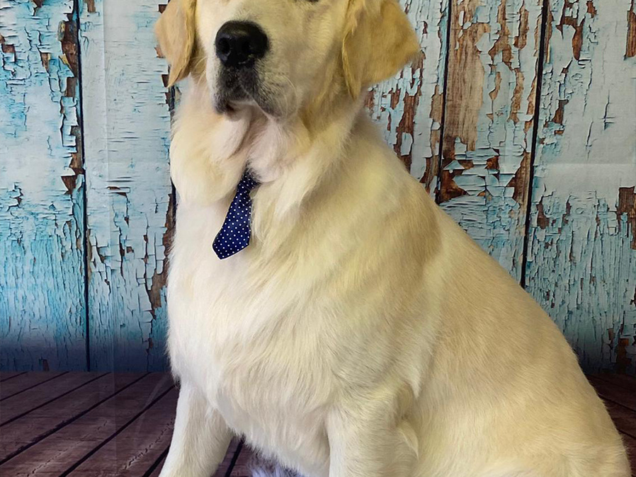 Blue Collar professional dog grooming 1